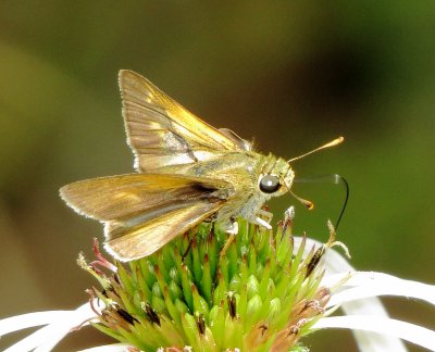 Skipper Species