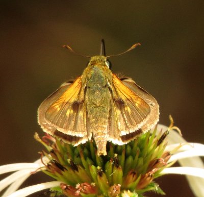 Skipper Species