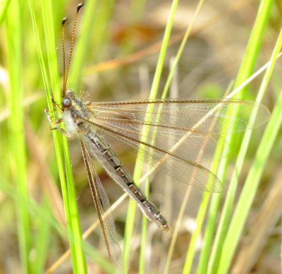 Ascaloptynx appendiculata