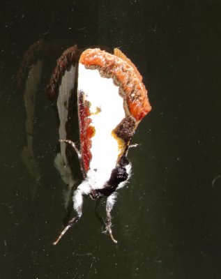 Pearly Wood-Nymph