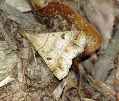 Litter Moth Species