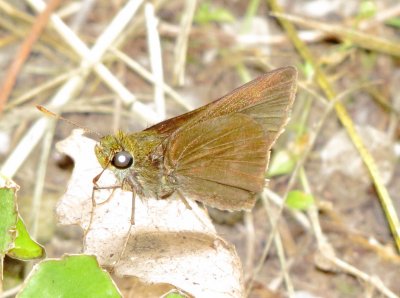 Dun Skipper