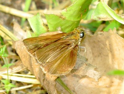 Dun Skipper