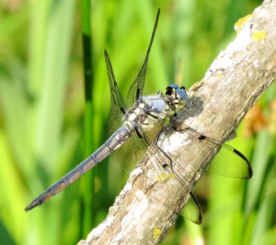 Great Blue Skimmer