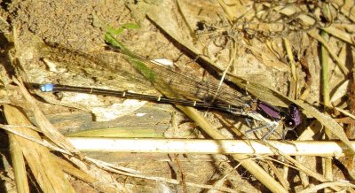 Blue-Tipped Dancer