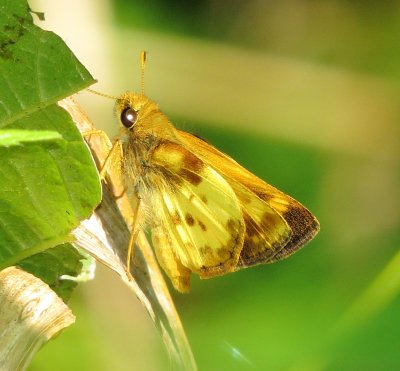Zabulon Skipper