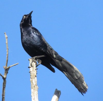 Great-Tailed Grackle