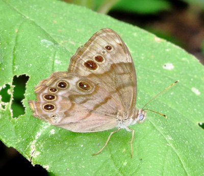 Northern Pearly-Eye