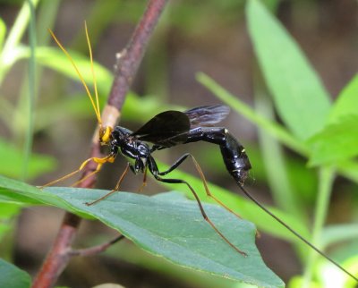 Megarhyssa atrata