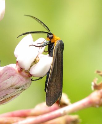 Yellow-Collared Scape Moth