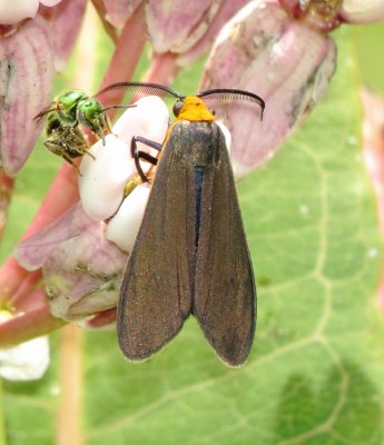 Yellow-Collared Scape Moth