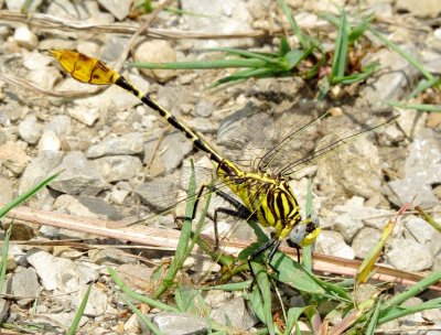 Flag-Tailed Spinyleg