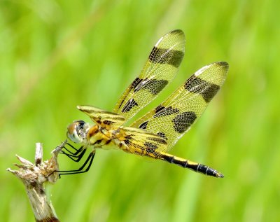 Halloween Pennant