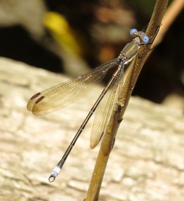 Great Spreadwing