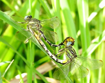 Sulphur-Tipped Clubtail