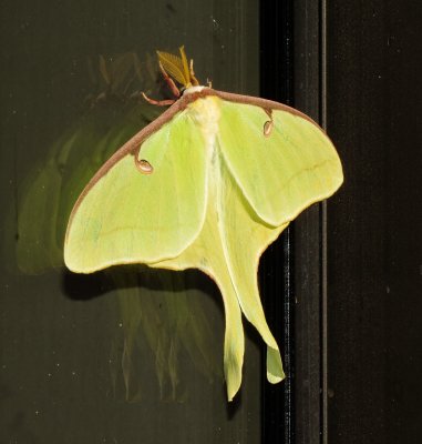 Luna Moth