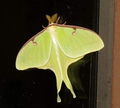 Luna Moth