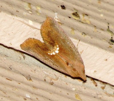 Small Necklace Moth