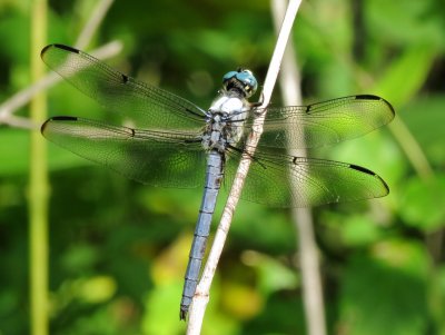 Great Blue Skimmer