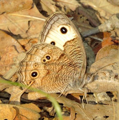 Common Wood-Nymph