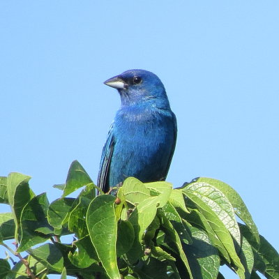 Indigo Bunting