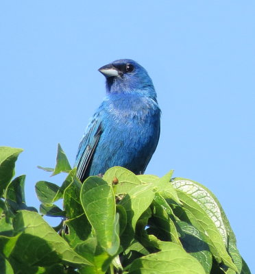 Indigo Bunting