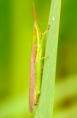 Cattail Toothpick Grasshopper