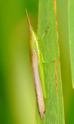 Cattail Toothpick Grasshopper