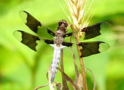 Common Whitetail