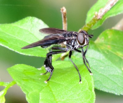 Trichopoda lanipes