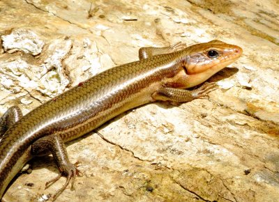 Broad-Headed Skink