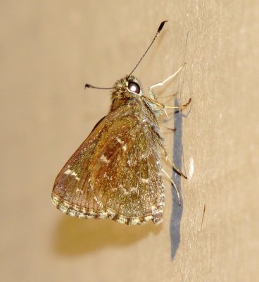Bell's Roadside Skipper