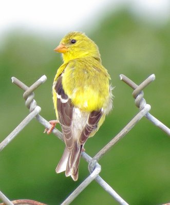 American Goldfinch