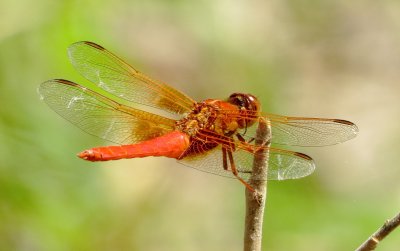 Neon Skimmer