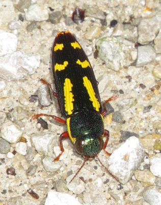 Red-Legged Buprestis Beetle