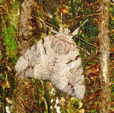 Underwing Moth Species