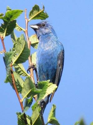 Indigo Bunting