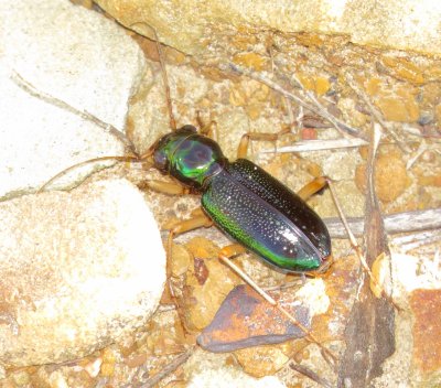 Virginia Metallic Tiger Beetle