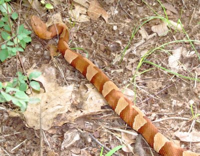Broad-Banded Copperhead