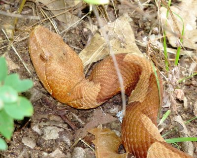 Broad-Banded Copperhead