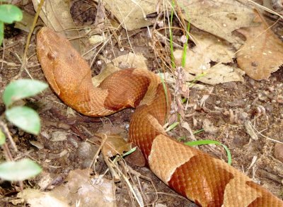 Broad-Banded Copperhead