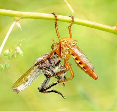 Hanging Thieves (Robber Fly Species)