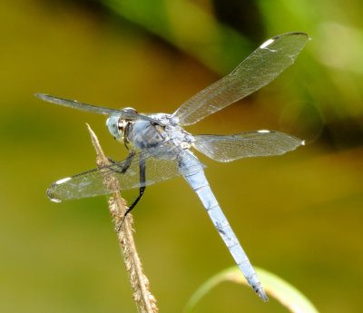 Comanche Skimmer