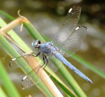 Comanche Skimmer