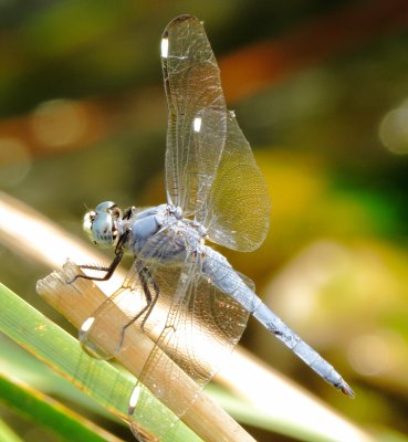 Comanche Skimmer