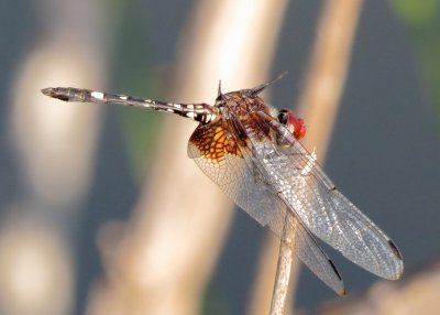 Checkered Setwing