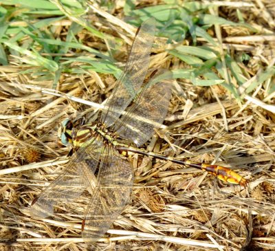 Sulphur-Tipped Clubtail