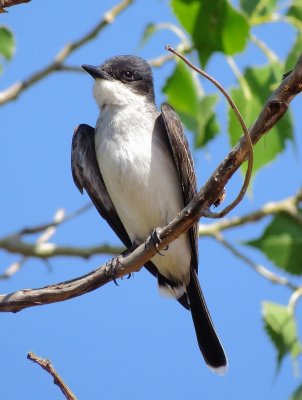 Eastern Kingbird