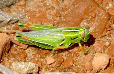 Snakeweed Grasshopper