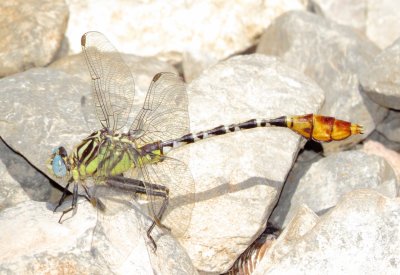 Flag-Tailed Spinyleg